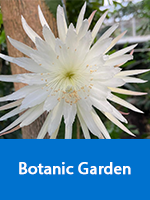 Botanic Garden