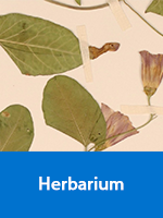 Herbarium