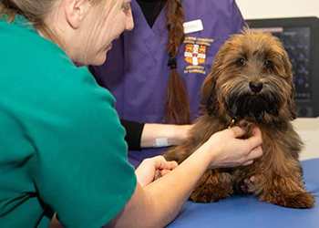 gog being examined at the Queen's Veterinary School Hospital