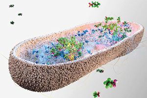 illustration of PFAS accumulation in gut bacteria. Credit: Peter Northrop / MRC Toxicology Unit