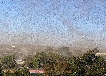 Locust swarm fills the skies in Ethiopia