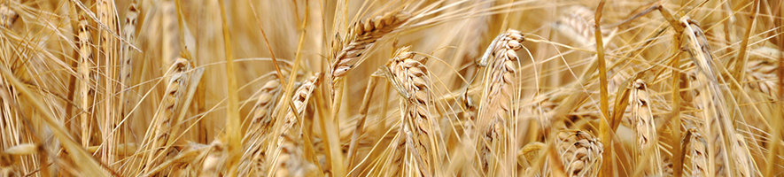 photo of wheat