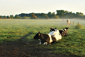 cows in a field