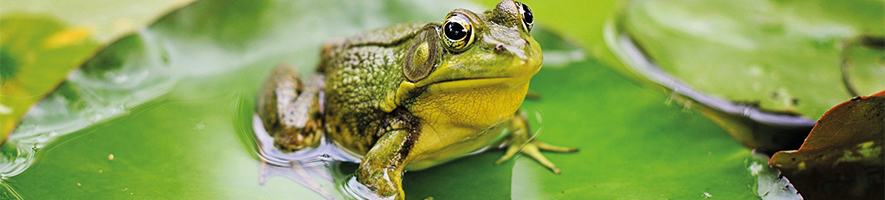 Credit: Jill Wellington from Pixabay green frog on green leaf