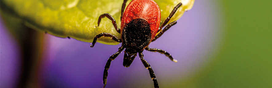 The Changing Landscape of UK Vector-borne Disease tick (insect) on a leaf
