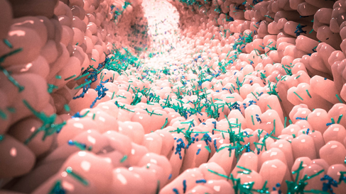 microbiome in human gastrointestinal tract