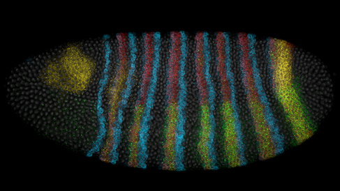  Segementation genes HCR through microscope