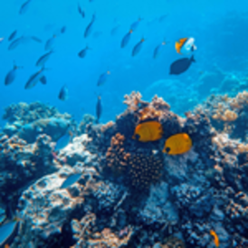 bottom of the ocean with corals and fish
