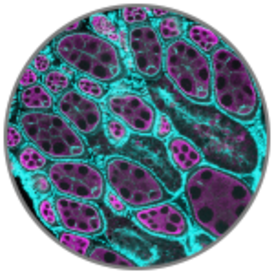 scientific image