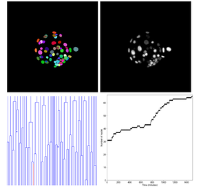 Live imaging human embryos reveals mitotic errors and lineage specification prior to implantation 
