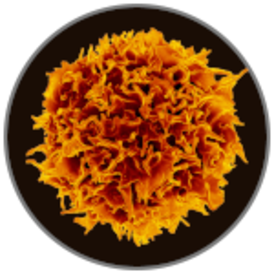 scientific image