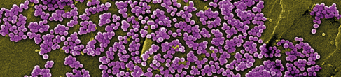 bacteria