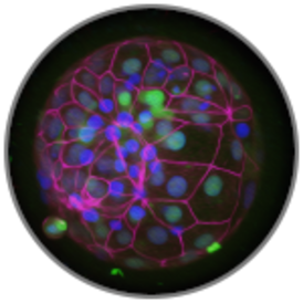 scientific image