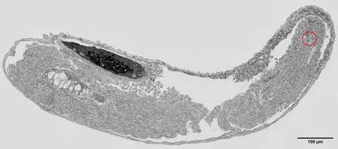 microscope image of Low resolution map of a zebrafish embryo