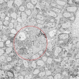 Microscope image of Medium resolution map of the zebrafish tail bud.