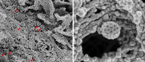 microscope image of the cell surface