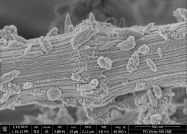 Red square: ordered fibrillar structures near the crop 