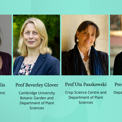Portraits of the 4 new Fellows