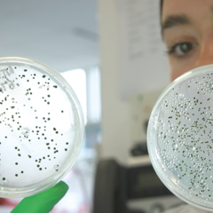 Woman scientist holding and looking at a petri dish