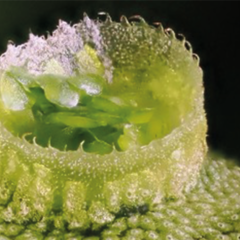 close-up of plant growing