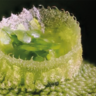 close-up of plant growing
