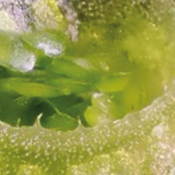 close-up of plant growing