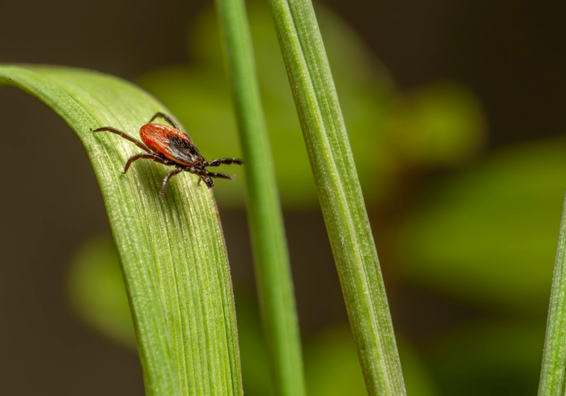 tick on a leaf