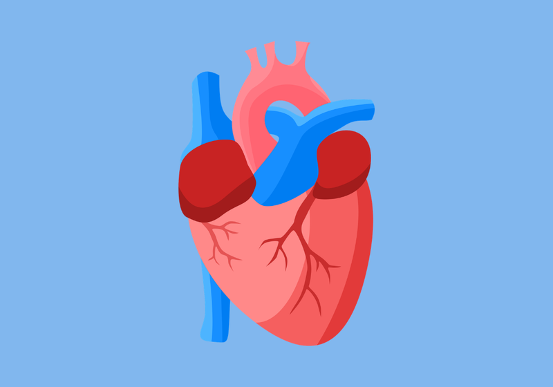 illustration of human heart on a blue background