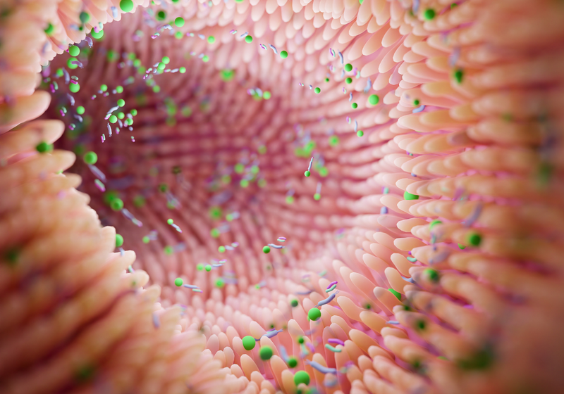 microbiome in human gastrointestinal tract
