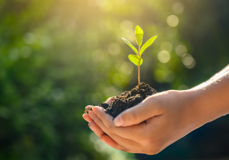 hands holding soil and a plant