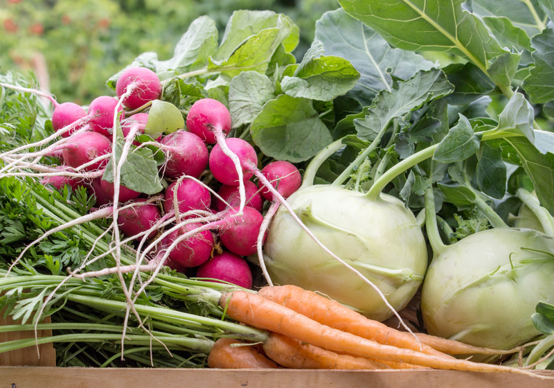 vegetables: carrots, radish