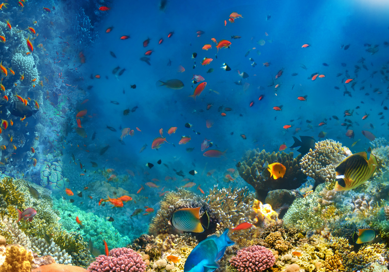 Bottom of the sea showing corals and fish