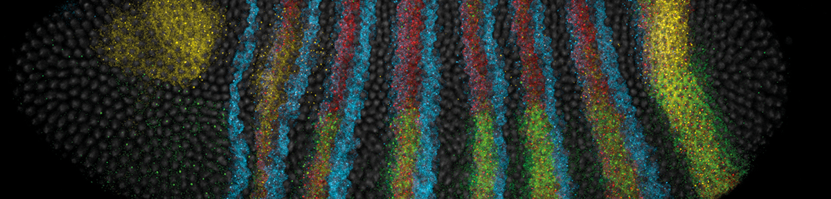 microscopy image of segmentation genes HCR