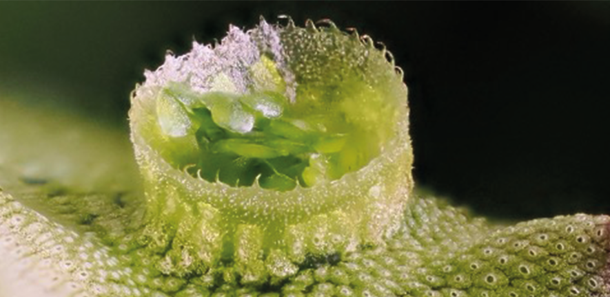 Credit: Jim Haseloff close-up of plant growing