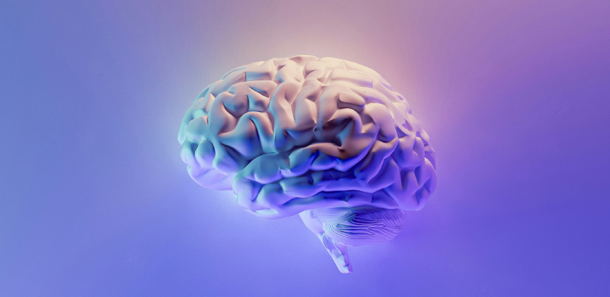 illustration of human brain. Credit: Milad Fakurian on Unsplash