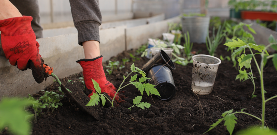 soil, plants, hands