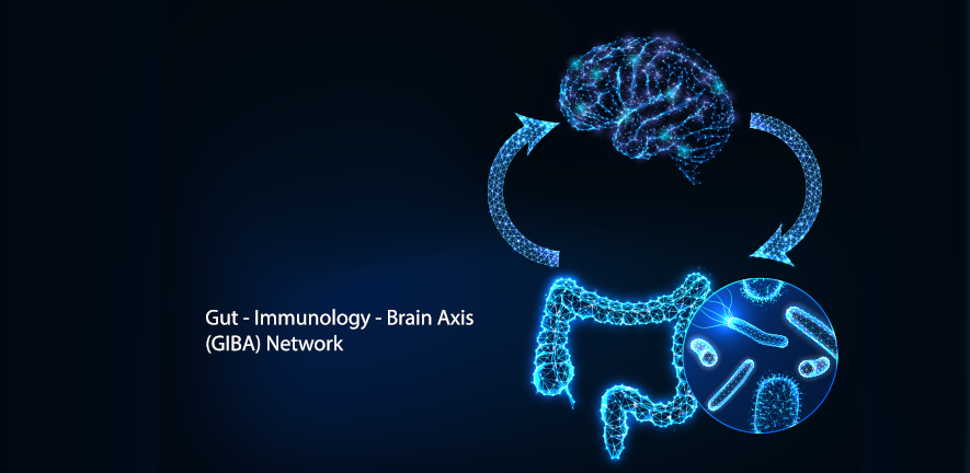 Illustration of gut and brain connections