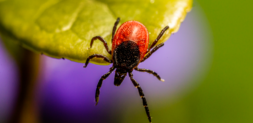 Tick. Credit: Erik Karits from Pixabay tick (insect)