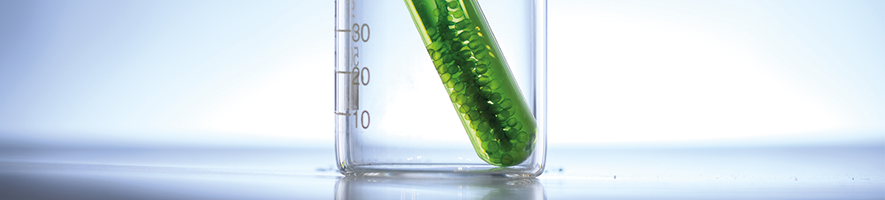 algae in tube