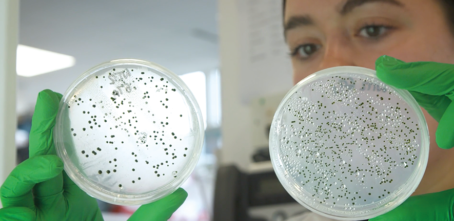 Woman scientist holding and looking at a petri dish